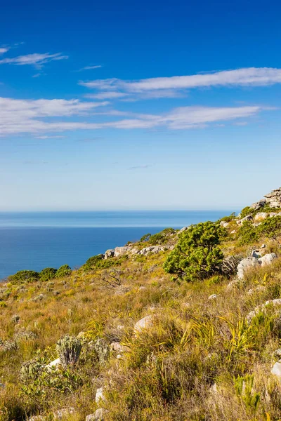 Παράκτια Ορεινό Τοπίο Χλωρίδα Fynbos Στο Κέιπ Τάουν Της Νότιας — Φωτογραφία Αρχείου