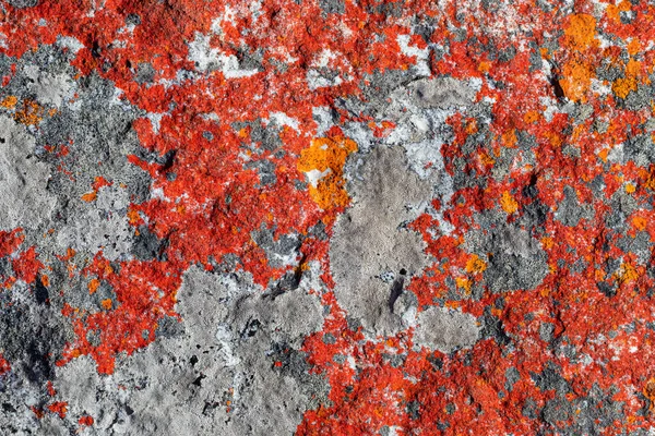 Makro Konsistens Mestadels Orange Röd Lavmossa Växer Berg Rock — Stockfoto
