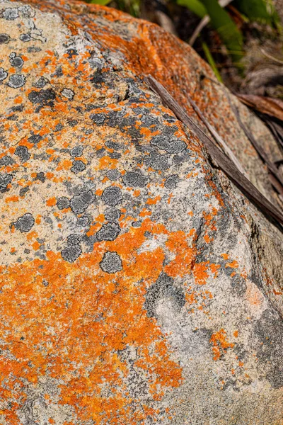 Macro Close Texture Orange Black Lichen Moss Growing Mountain Rock — Stock Photo, Image