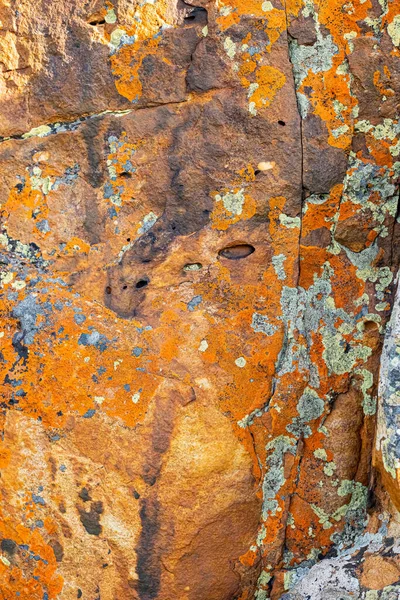 Turuncu Siyah Yosunların Macro Yakın Dokusu Dağ Kayalarında Yetişiyor — Stok fotoğraf