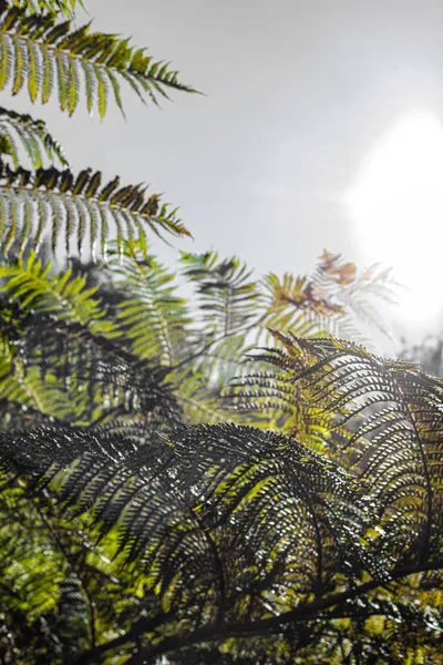 Nahaufnahme Eines Sonnenbeschienenen Farnpflanzenblattes Vor Grauem Hintergrund — Stockfoto