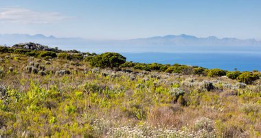 Cape Town Güney Afrika 'daki Fynbos Flora ile sahil dağ manzarası