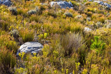 Cape Town Güney Afrika 'daki fynbos çalıları ovalarken engebeli dağ manzarası
