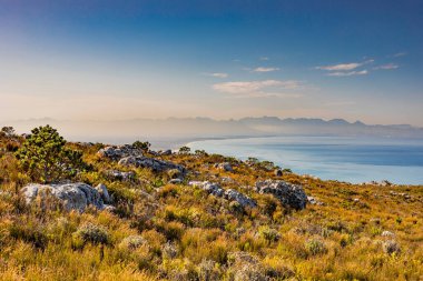 Cape Town Güney Afrika 'daki Fynbos Flora ile sahil dağ manzarası
