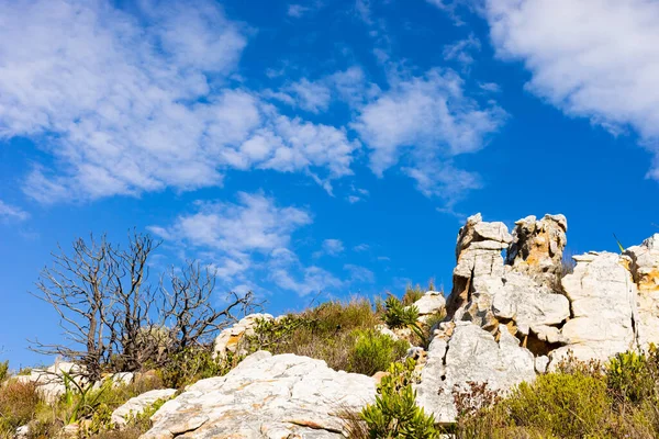 Robuust Berglandschap Met Fynbos Struikflora Schrobben Kaapstad Zuid Afrika — Stockfoto