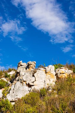 Cape Town Güney Afrika 'daki fynbos çalıları ovalarken engebeli dağ manzarası