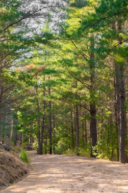 Güney Afrika Cape Town 'daki Çam Ormanı Plantasyonu' ndan geçen toprak izi.