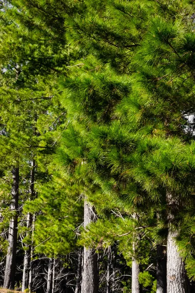 Baumreihen Einer Pinienwaldplantage Kapstadt Südafrika — Stockfoto