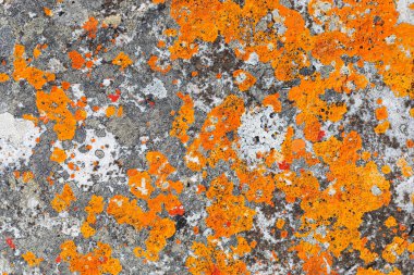 Dağ kayalarında yetişen çoğunlukla turuncu kırmızı yosunların makro dokusu.