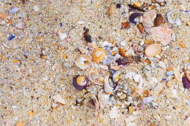 Cape Town 'daki kumlu sahilde yıkılmış ve kırılmış deniz kabukları manzarası