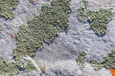 Dağ kayalarında yetişen çoğunlukla turuncu kırmızı yosunların makro dokusu.