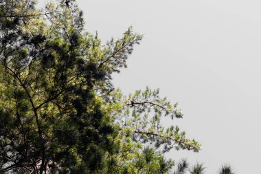 Güney Afrika Cape Town 'daki Çam Ormanı Çiftliğinde sıra sıra ağaçlar.