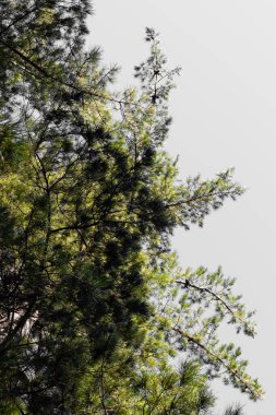 Güney Afrika Cape Town 'daki Çam Ormanı Çiftliğinde sıra sıra ağaçlar.