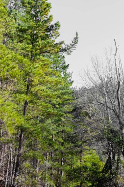 Güney Afrika Cape Town 'daki Çam Ormanı Çiftliğinde sıra sıra ağaçlar.
