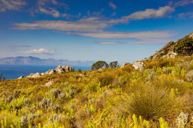Cape Town Güney Afrika 'daki Fynbos Flora ile sahil dağ manzarası