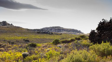 Cape Town Güney Afrika 'daki fynbos çalıları ovalarken engebeli dağ manzarası