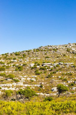 Cape Town Güney Afrika 'daki fynbos çalıları ovalarken engebeli dağ manzarası
