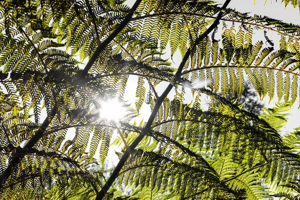 Nahaufnahme Eines Sonnenbeschienenen Farnpflanzenblattes Vor Grauem Hintergrund — Stockfoto