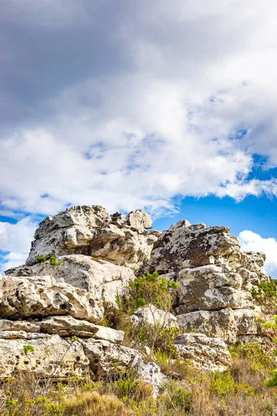 Drsné Horské Krajiny Fynbos Křoviny Keře Flóra Kapském Městě Jižní — Stock fotografie