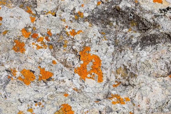 Makro Konsistens Mestadels Orange Röd Lavmossa Växer Berg Rock — Stockfoto