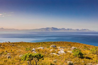 Cape Town Güney Afrika 'daki Fynbos Flora ile sahil dağ manzarası