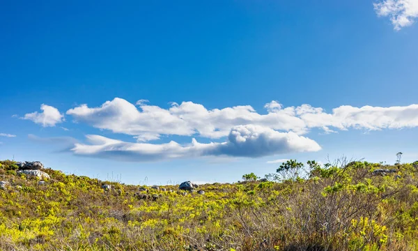 Cape Town Güney Afrika 'daki fynbos çalıları ovalarken engebeli dağ manzarası