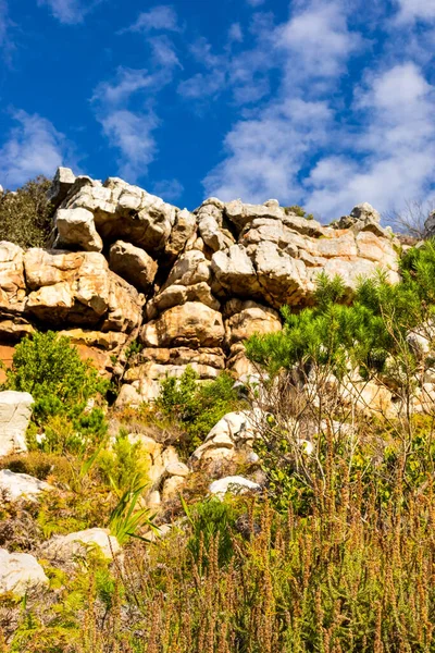 Robuust Berglandschap Met Fynbos Struikflora Schrobben Kaapstad Zuid Afrika — Stockfoto
