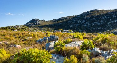 Cape Town Güney Afrika 'daki fynbos çalıları ovalarken engebeli dağ manzarası