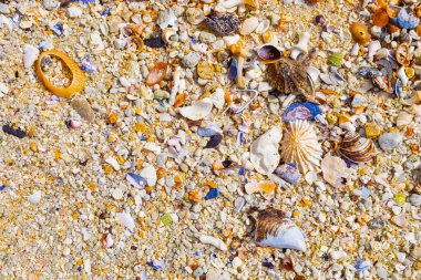 Cape Town 'daki kumlu sahilde yıkılmış ve kırılmış deniz kabukları manzarası