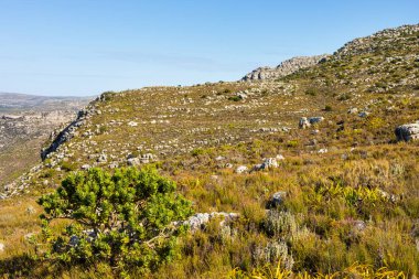 Cape Town Güney Afrika 'daki fynbos çalıları ovalarken engebeli dağ manzarası
