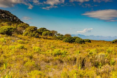 Cape Town Güney Afrika 'daki fynbos çalıları ovalarken engebeli dağ manzarası