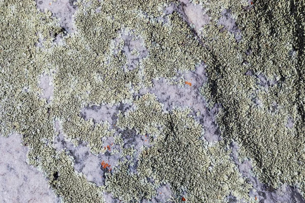 Macro Texture Muschio Lichene Rosso Arancio Che Cresce Roccia Montagna — Foto Stock