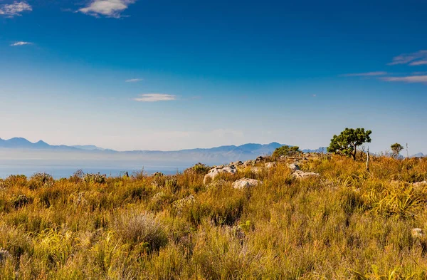 Rugged Krajobraz Górski Fynbos Zarośla Flory Krzewu Cape Town Rpa — Zdjęcie stockowe