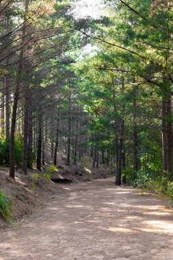 Güney Afrika Cape Town 'daki Çam Ormanı Plantasyonu' ndan geçen toprak izi.