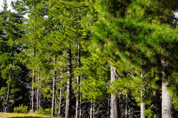 Baumreihen Einer Pinienwaldplantage Kapstadt Südafrika — Stockfoto