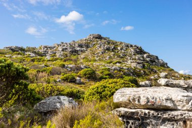 Cape Town Güney Afrika 'daki fynbos çalıları ovalarken engebeli dağ manzarası