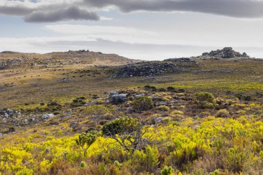 Cape Town Güney Afrika 'daki fynbos çalıları ovalarken engebeli dağ manzarası