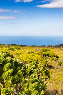Cape Town Güney Afrika 'daki Fynbos Flora ile sahil dağ manzarası
