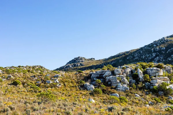 Drsné Horské Krajiny Fynbos Křoviny Keře Flóra Kapském Městě Jižní — Stock fotografie