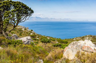 Cape Town Güney Afrika 'daki Fynbos Flora ile sahil dağ manzarası
