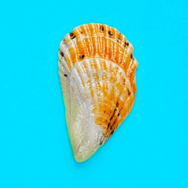 Açık mavi bir arka planda deniz kabuğunun izole edilmiş görüntüsü yatıyordu.