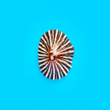 Açık mavi bir arka planda deniz kabuğunun izole edilmiş görüntüsü yatıyordu.