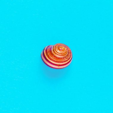 Açık mavi bir arka planda deniz kabuğunun izole edilmiş görüntüsü yatıyordu.