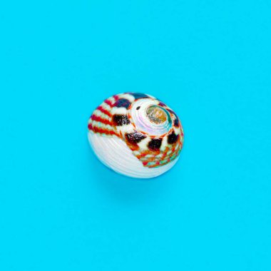 Açık mavi bir arka planda deniz kabuğunun izole edilmiş görüntüsü yatıyordu.