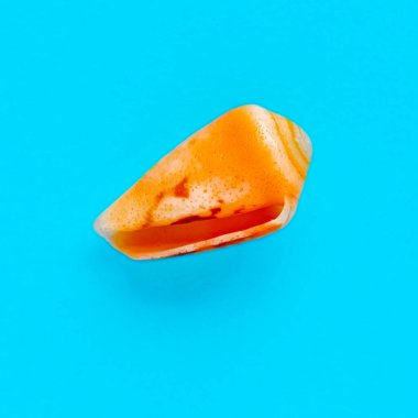 Açık mavi bir arka planda deniz kabuğunun izole edilmiş görüntüsü yatıyordu.