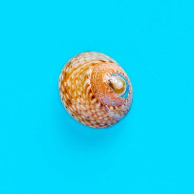 Açık mavi bir arka planda deniz kabuğunun izole edilmiş görüntüsü yatıyordu.