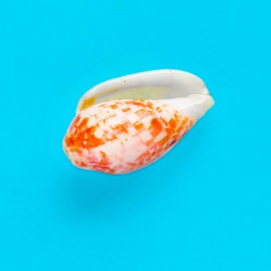 Açık mavi bir arka planda deniz kabuğunun izole edilmiş görüntüsü yatıyordu.