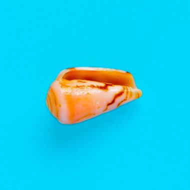 Açık mavi bir arka planda deniz kabuğunun izole edilmiş görüntüsü yatıyordu.