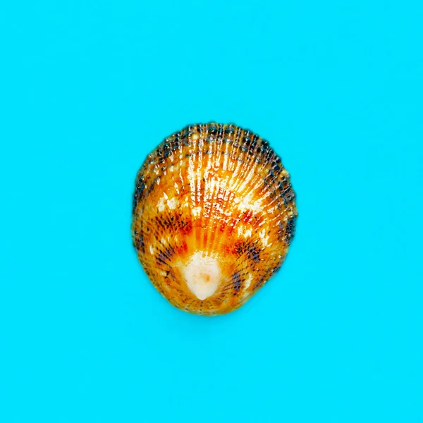 薄い青の背景に沿岸の貝殻のフラットレイ隔離された画像 — ストック写真
