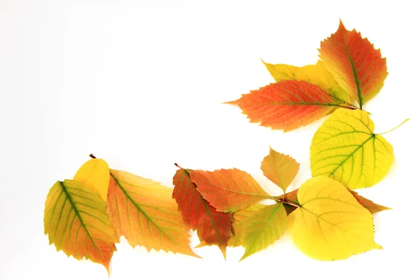 Höstens bakgrund av färgglada löv — Stockfoto